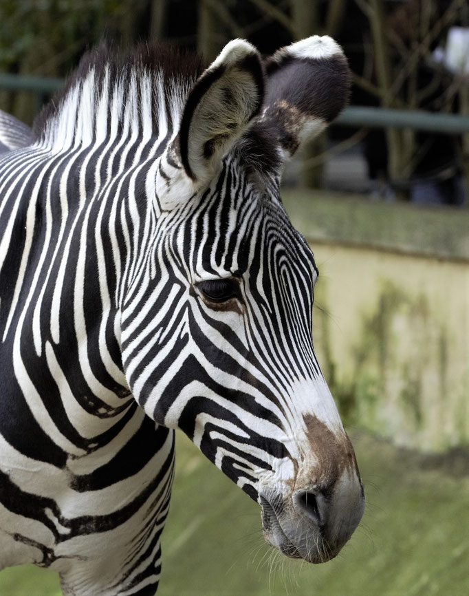 Lisbon Zoo (Jardim Zoologico de Lisboa), Portugal (2021)