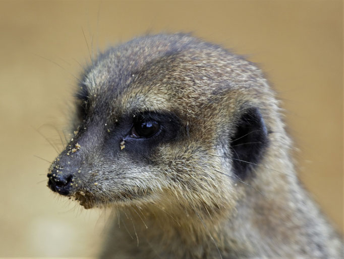 Lisbon Zoo (Jardim Zoologico de Lisboa), Portugal (2021)