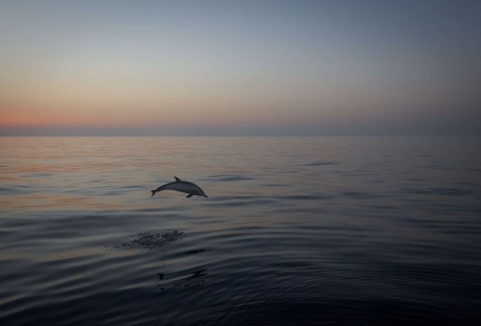 Dolphin around our boat, Mediterranean Sea, Sicily, Italy (2019)