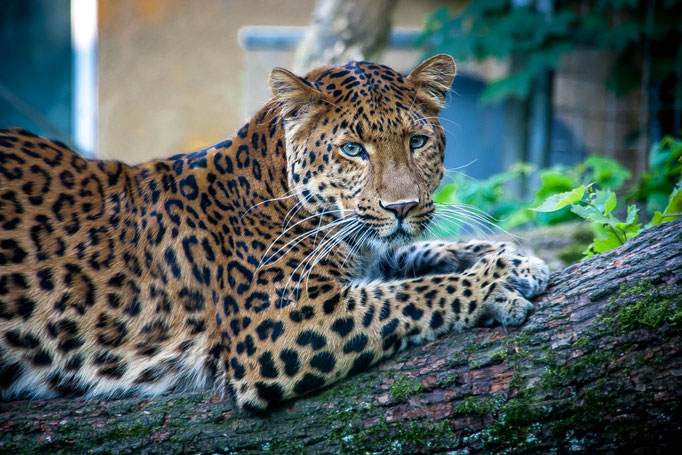 Tierpark Hellabrunn, Munich, Germany (2013) 