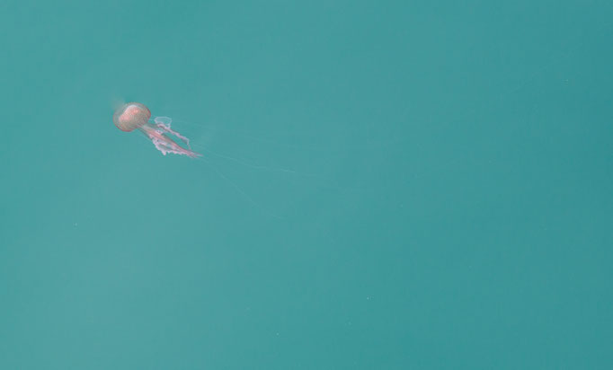 Medusa in the Mediterranean Sea, Sicily, Italy (2019)