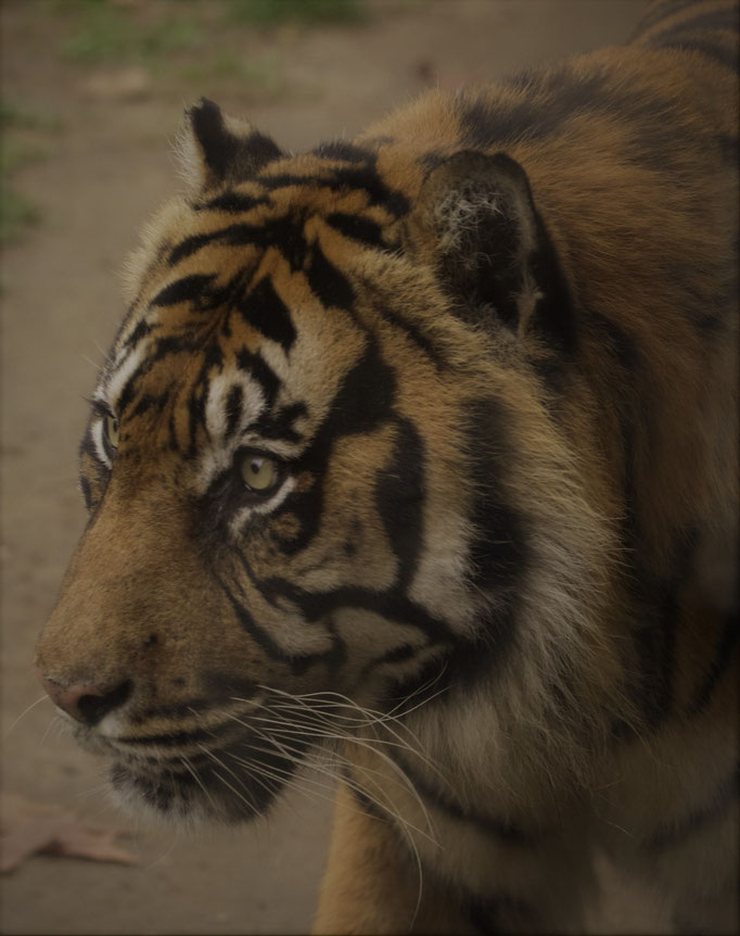 Lisbon Zoo (Jardim Zoologico de Lisboa), Portugal (2021)