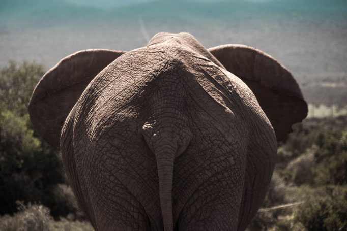Addo Elephant Park, South Africa (2013) 