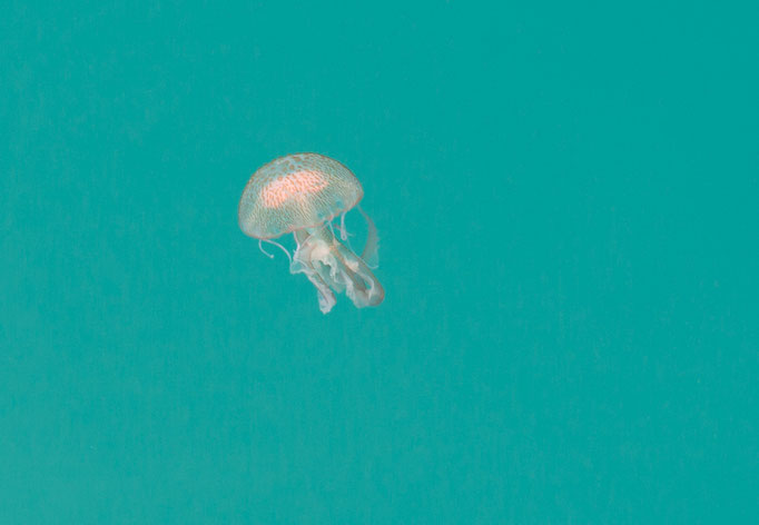 That Beast :-( Mediterranean Sea, Sicily, Italy (2019)