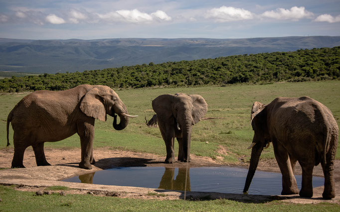Addo Elephant Park, South Africa (2013) 