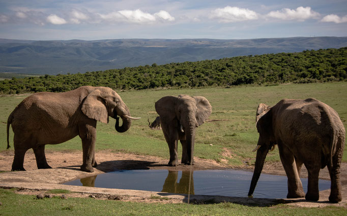 Addo Elephant Park, South Africa (2013) 