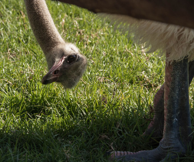 Cape Point Ostrich Farm, Südafrika (2013)