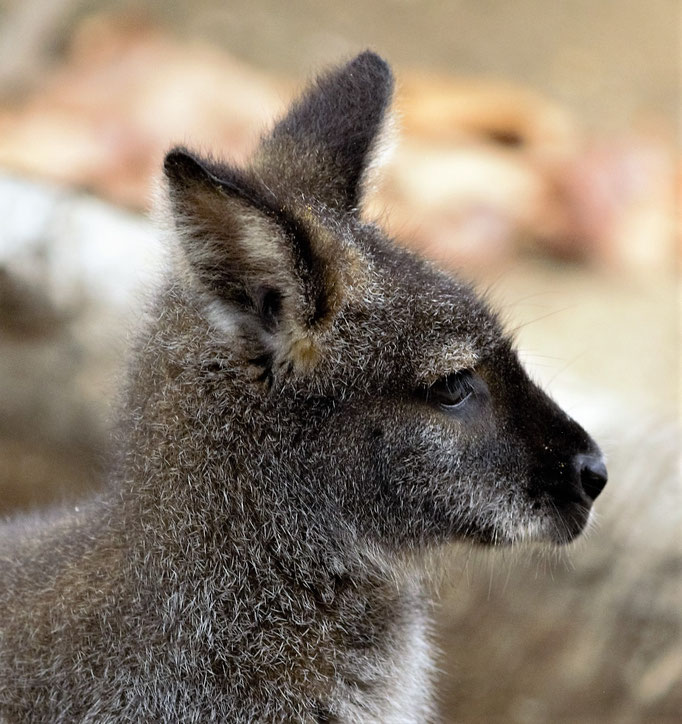 Lisbon Zoo (Jardim Zoologico de Lisboa), Portugal (2021)