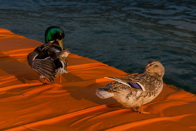 Ducks enjoying the additional surface over the Lago d'Iseo, Italy (The Floating Piers by Christo) (2016)