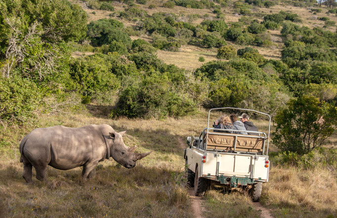Schotia Safaris Private Game Reserve, Port Elizabeth, South Africa (2013) 