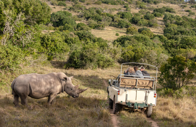 Schotia Safaris Private Game Reserve, Port Elizabeth, South Africa (2013) 