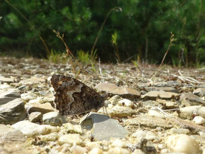 Ockerbindiger Samtfalter (Hipparchia semele). - Schwepnitz, Königsbrücker Heide 15.08.216 - St. Pollrich