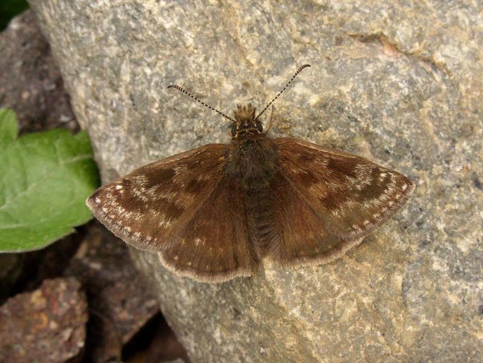 Erynnis tages. - Müllberg Möckern, Kuppe 16.05.2010 - D. Wagler