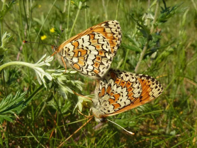 Melitaea cinxia bei der Paarung. - Dübener Heide, Laußig 25.05.2011 - D. Wagler