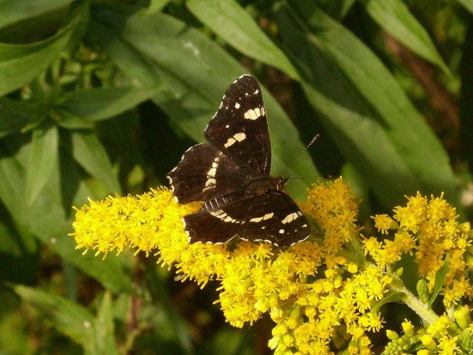 Araschnia levana auf Kanadischer Goldrute. - Bienitz, Zschampertaue, west. Bienitz 15.08.2009 - D. Wagler