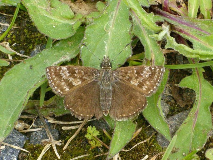 Erynnis tages. - Müllberg Möckern, Ruderalfläche an Bahnlinie 27.05.2010 - D. Wagler