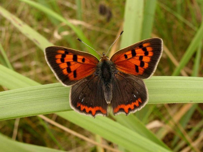 Lycaena phlaeas. - Dübener Heide, Laußig 24.06.2009 - D. Wagler