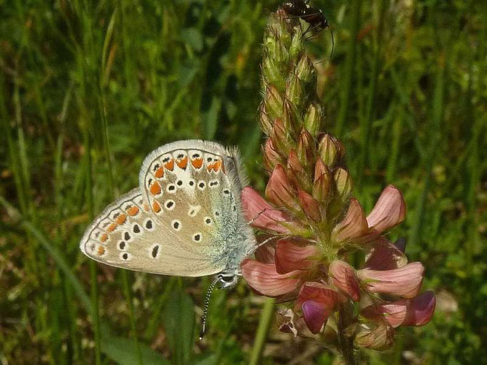 Polyommatus thersites. - Plateau de Gergovie, Auvergne (Frankreich) 13.05.2011 - D. Wagler