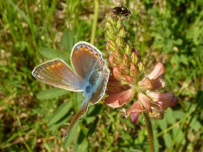 Polyommatus thersites. - Plateau de Gergovie, Auvergne (Frankreich) 13.05.2011 - D. Wagler