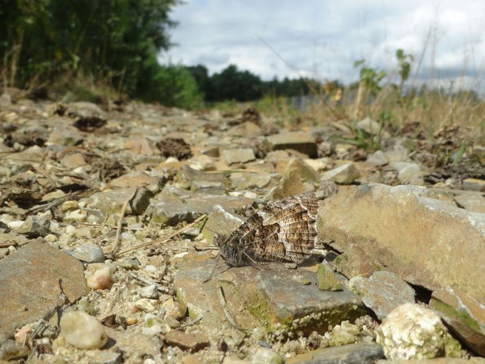 Ockerbindiger Samtfalter (Hipparchia semele). - Schwepnitz, Königsbrücker Heide 15.08.216 - St. Pollrich