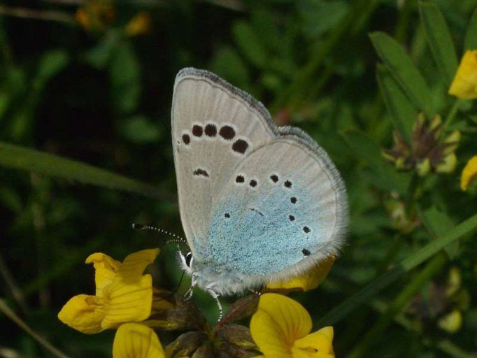 Glaucopsyche alexis. - Baden-Württemberg, Alt-Vogtsburg, Kaiserstuhl 09.05.2008 - D. Wagler