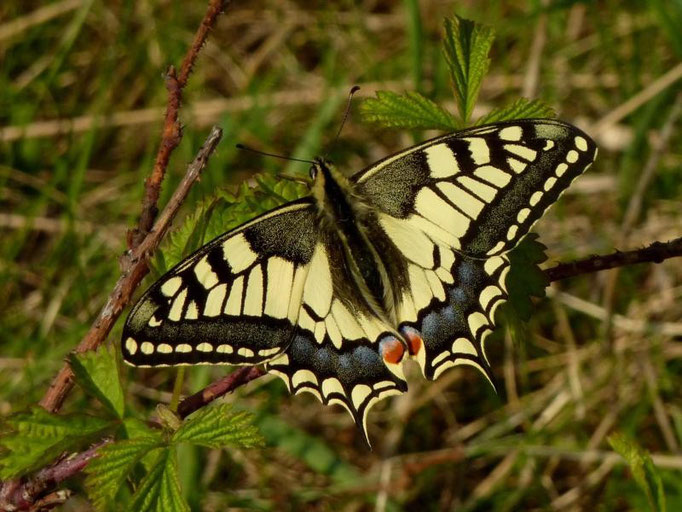 Papilio machaon. - Müllberg, Möckern 20.04.2011 - D. Wagler