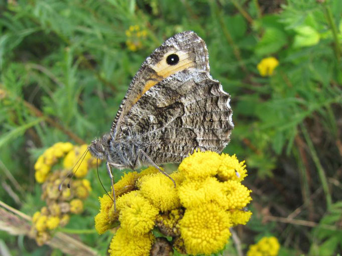 Hipparchia semele (Ockerbindiger Samtfalter). - Uhyst, Uferbereich am Bärwalder See 31.07.2010 - F. Herrmann