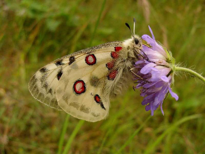 Parnassius apollo. - Mörnsheim, Altmühltal (Bayern) 03.07.2009 - D. Wagler