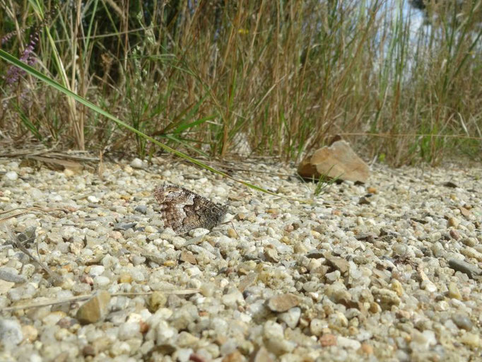 Ockerbindiger Samtfalter (Hipparchia semele). - Schwepnitz, Königsbrücker Heide 15.08.216 - St. Pollrich