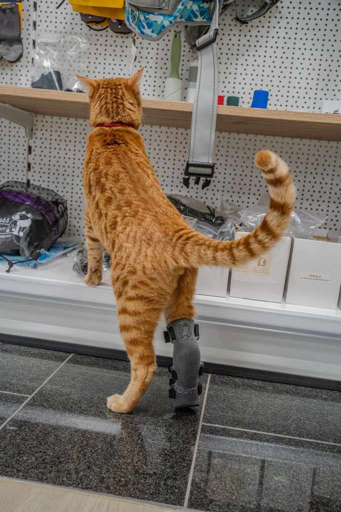 DILECTUS, Bild zeigt eine Katze mit einer Orthese an der rechten Hinterpfote