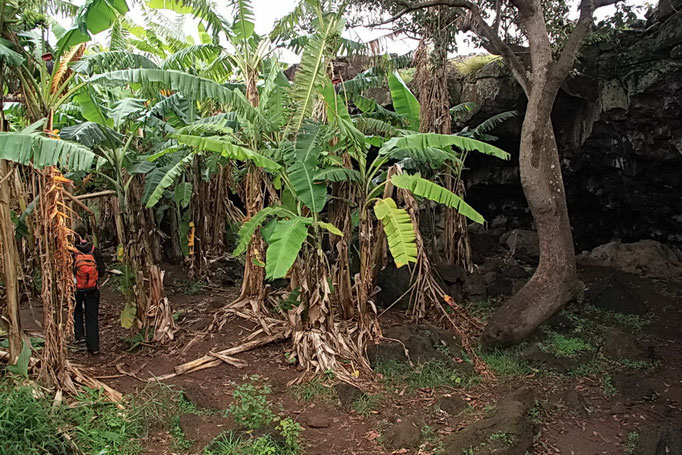 Banana cave