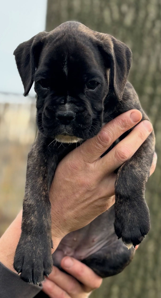 Roepnaam Riley