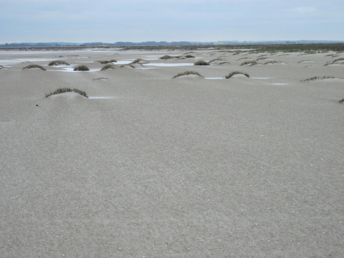 Spartine de Townsend, Baie de Somme