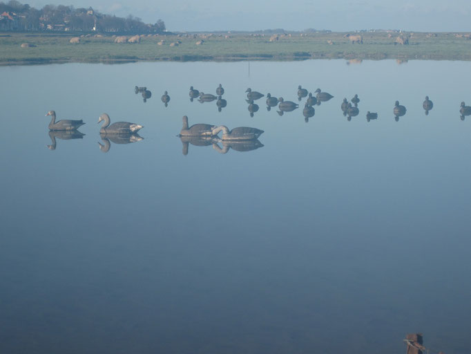 Chasse en Baie de Somme+ traversée