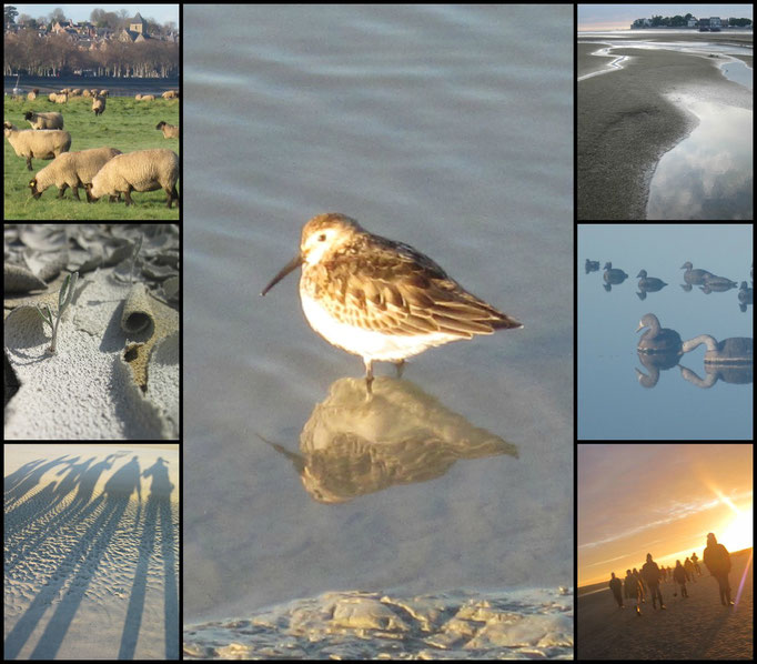 Traverser la Baie de Somme avec votre guide