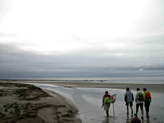 Traverser la Baie de Somme avec votre guide