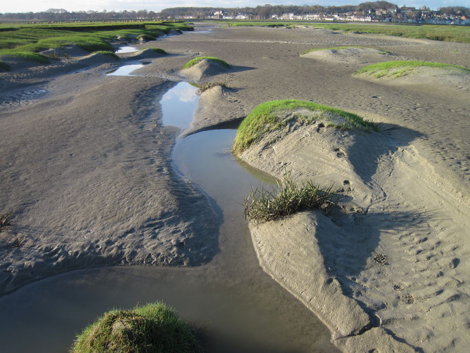 Spartine de Townsend, Baie de Somme+ curiosité