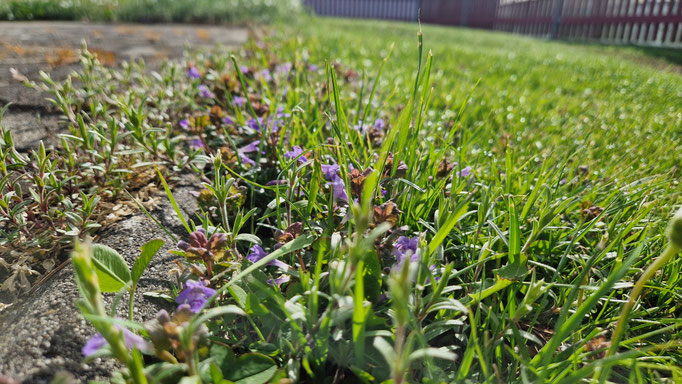 Bodendecker nahe der Terrasse