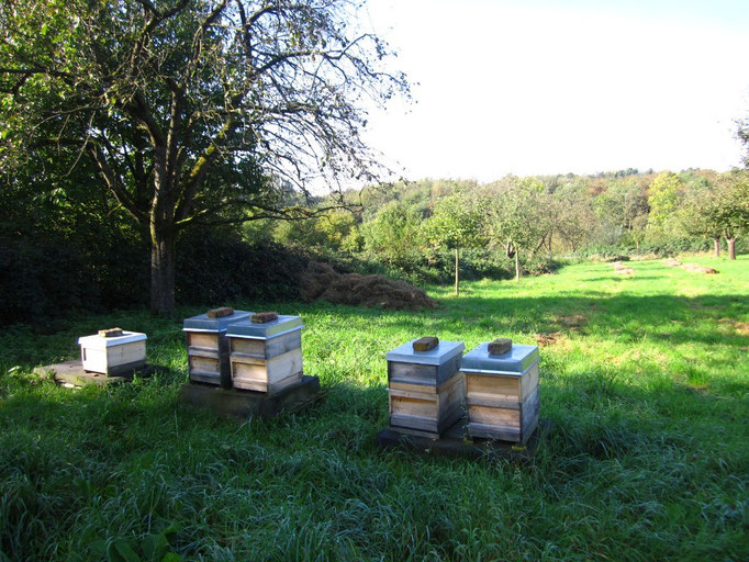 A.Walker, Bienenstöcke auf Streuobstwiese