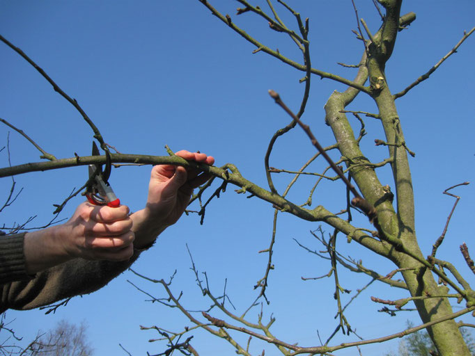 A.Walker, Obstbaumschnitt