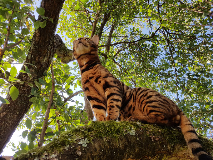 Bengal cat Petra Borne-Koelsch Callandera Cats Bengalkater