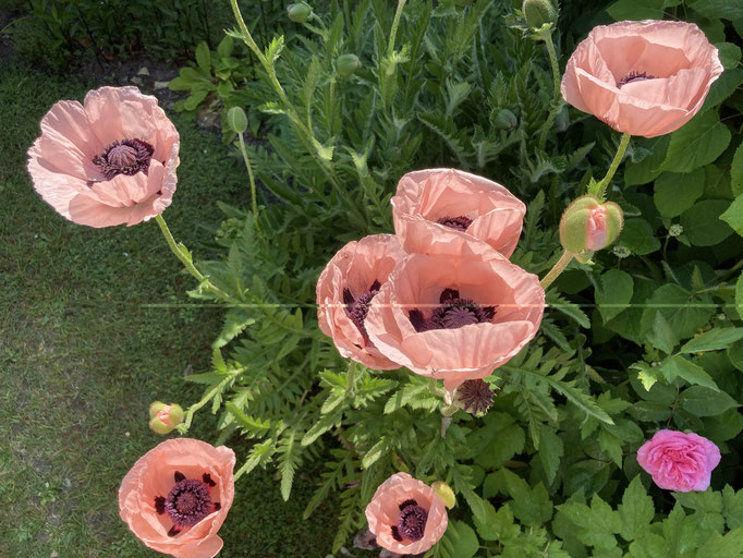 Jardin fleuri en toutes saisons : collection de vivaces , roses , hydrangeas et hellébores 
