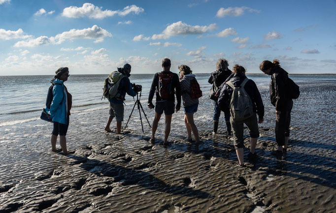 Observation des phoques avec guide : Plage de la Maye 
