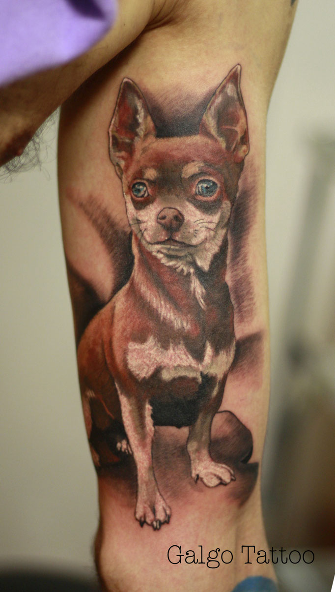Inner bicep colour realistic tattoo of a chihuahua done in the Canary Islands, Spain.