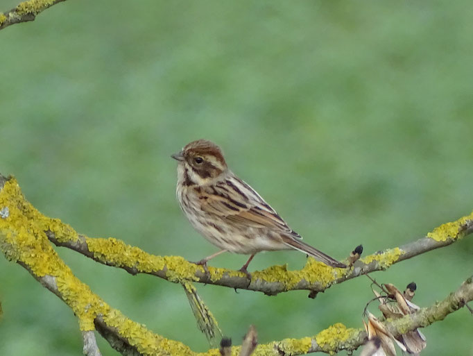 Reed Bunting (photo by Steve Self)