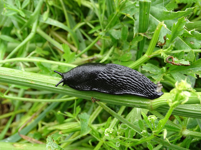 Black Slug (photo by Steve Self)