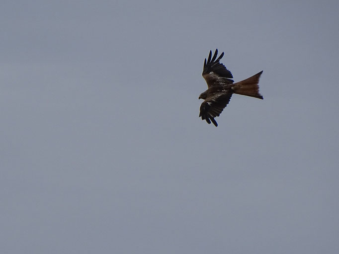 Red Kite (photo by Steve Self)
