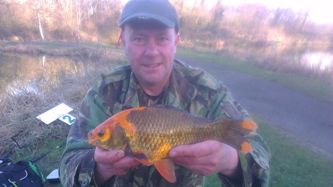 Paul's colourful Goldfish. An Ashmoor rarity