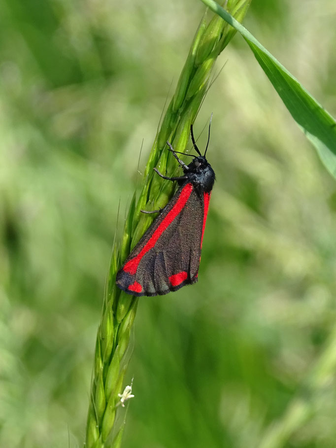 Cinnabar Moth (photo by Steve Self)