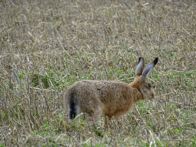 Hare (photo by Steve Self)